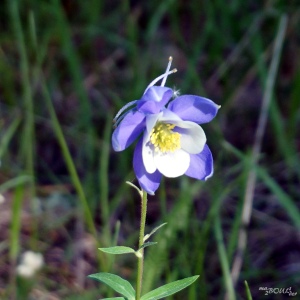 Rocky Mountain Colombine, la fleur emblème du Colorado